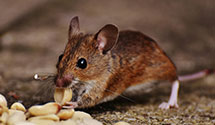 24 Hour & Emergency Exterminators in Egg Harbor City, NJ